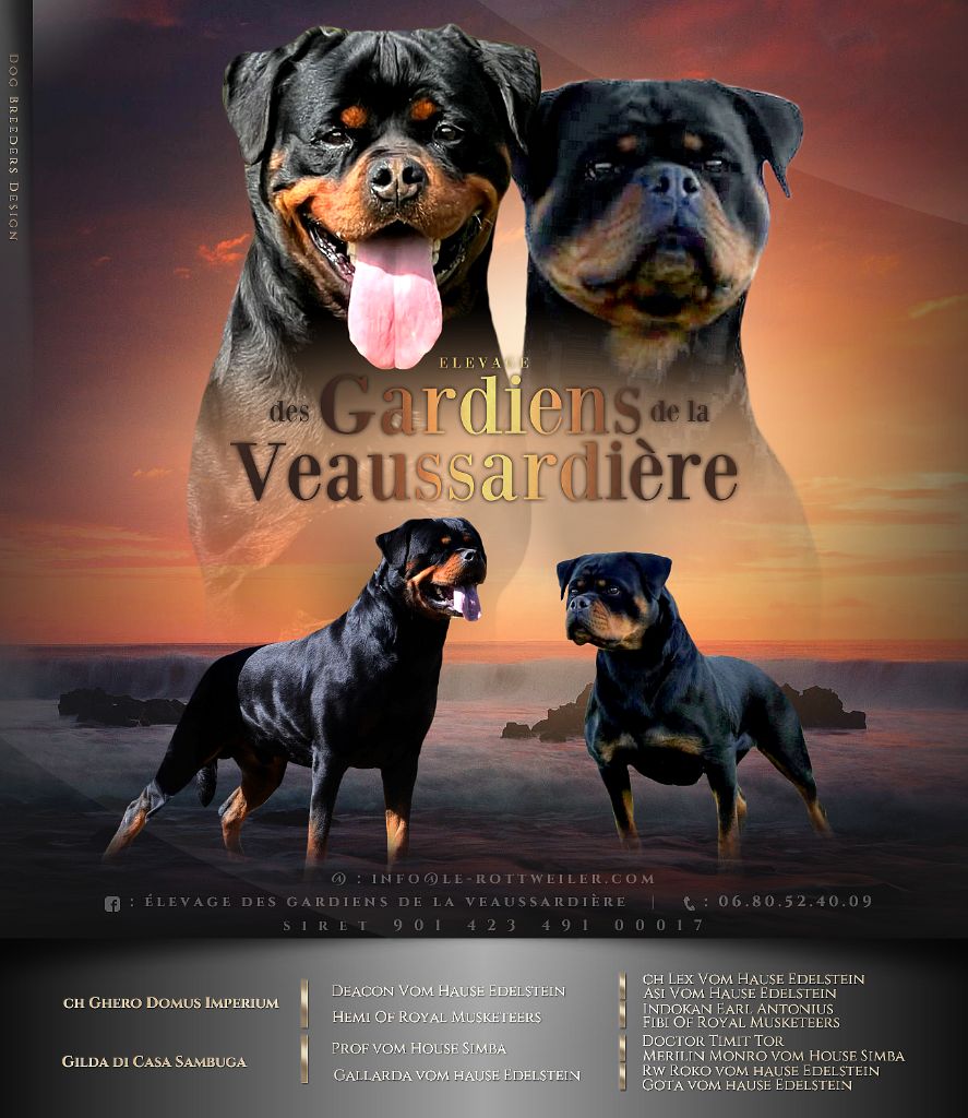 Des Gardiens De La Veaussardière - Chiot disponible  - Rottweiler