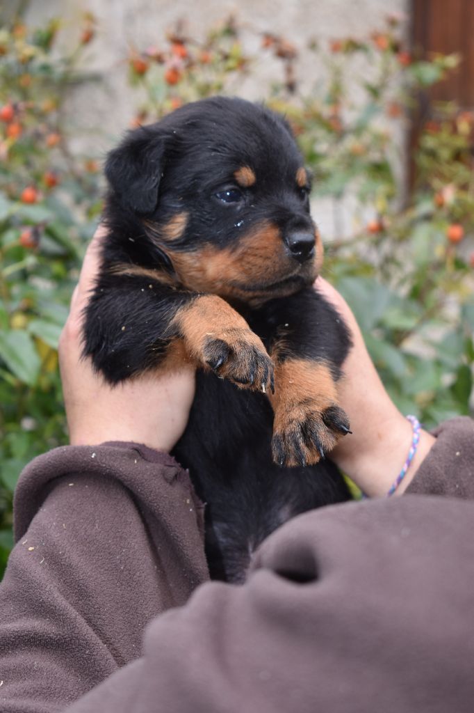 Des Gardiens De La Veaussardière - Chiot disponible  - Rottweiler