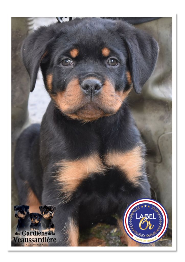 Des Gardiens De La Veaussardière - Chiot disponible  - Rottweiler