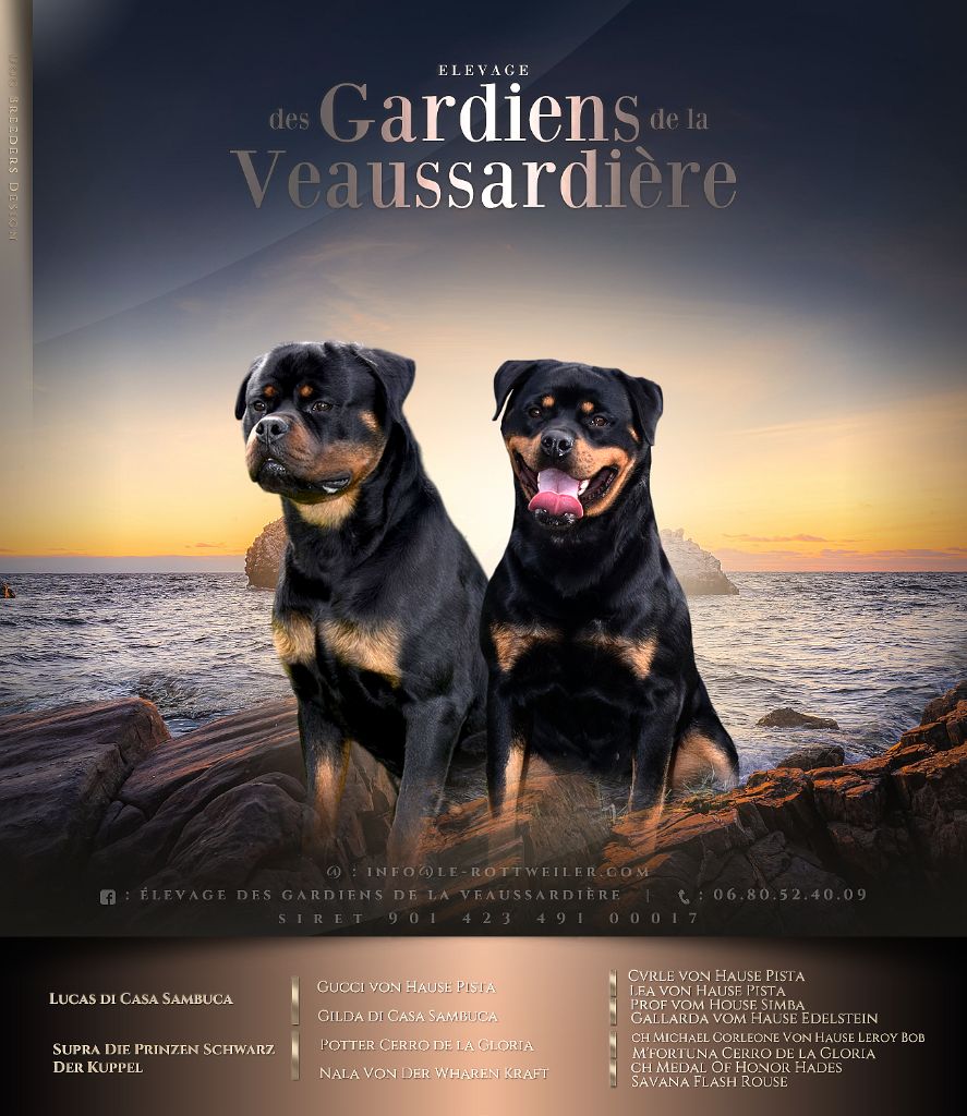 chiot Rottweiler Des Gardiens De La Veaussardière