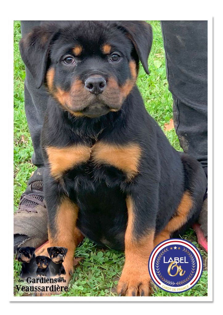 Des Gardiens De La Veaussardière - Chiot disponible  - Rottweiler