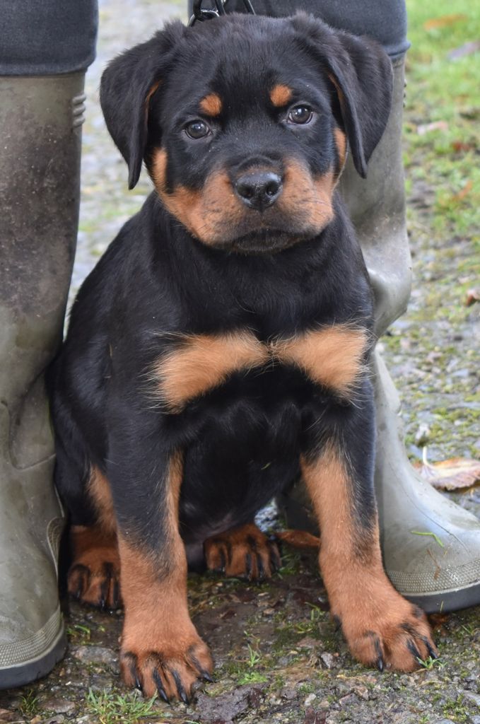 Des Gardiens De La Veaussardière - Chiot disponible  - Rottweiler