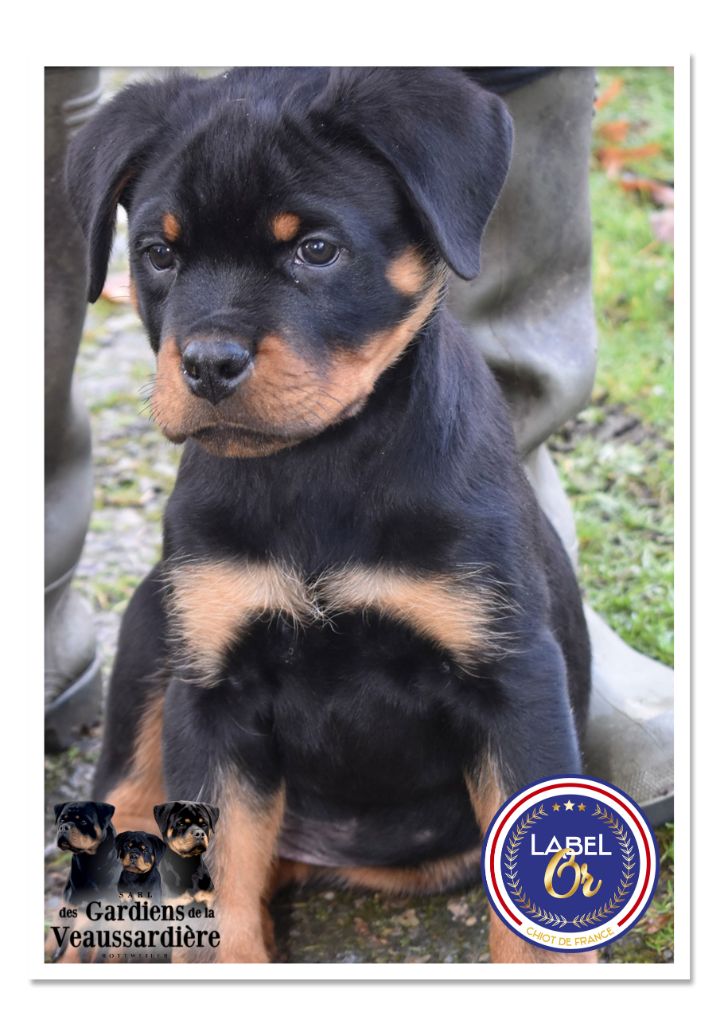 Des Gardiens De La Veaussardière - Chiot disponible  - Rottweiler