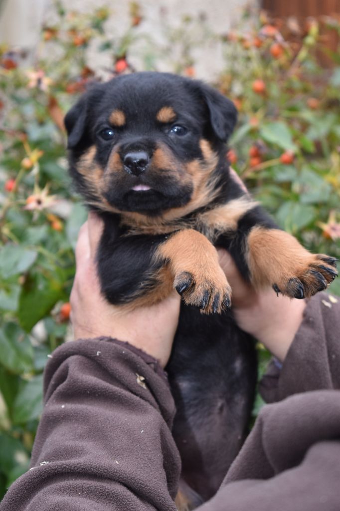 Des Gardiens De La Veaussardière - Chiot disponible  - Rottweiler