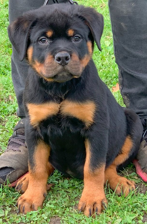 Des Gardiens De La Veaussardière - Chiot disponible  - Rottweiler