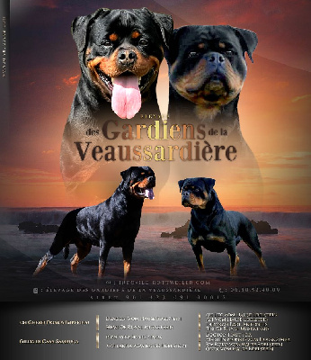 Des Gardiens De La Veaussardière - Rottweiler - Portée née le 11/05/2024