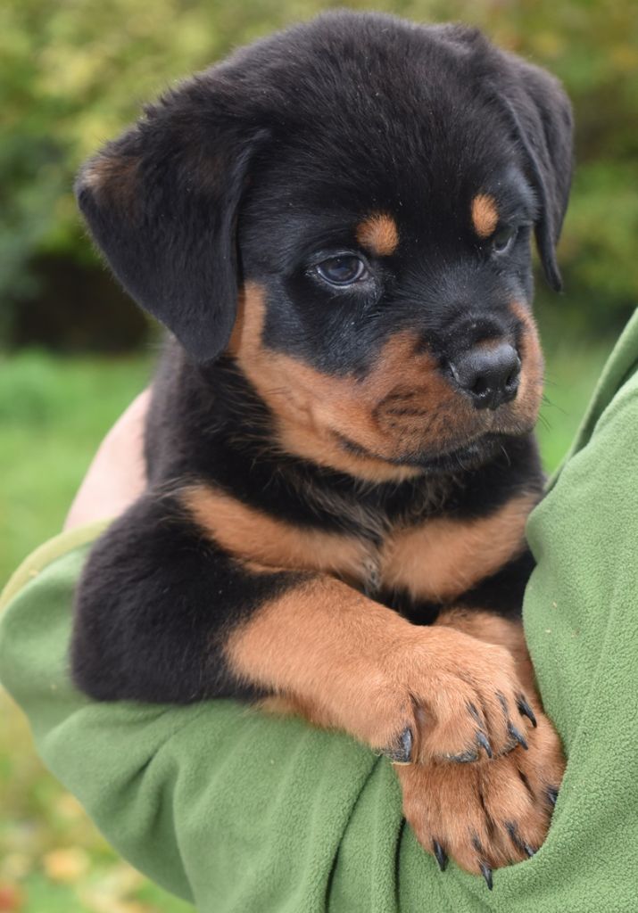 Des Gardiens De La Veaussardière - Chiot disponible  - Rottweiler