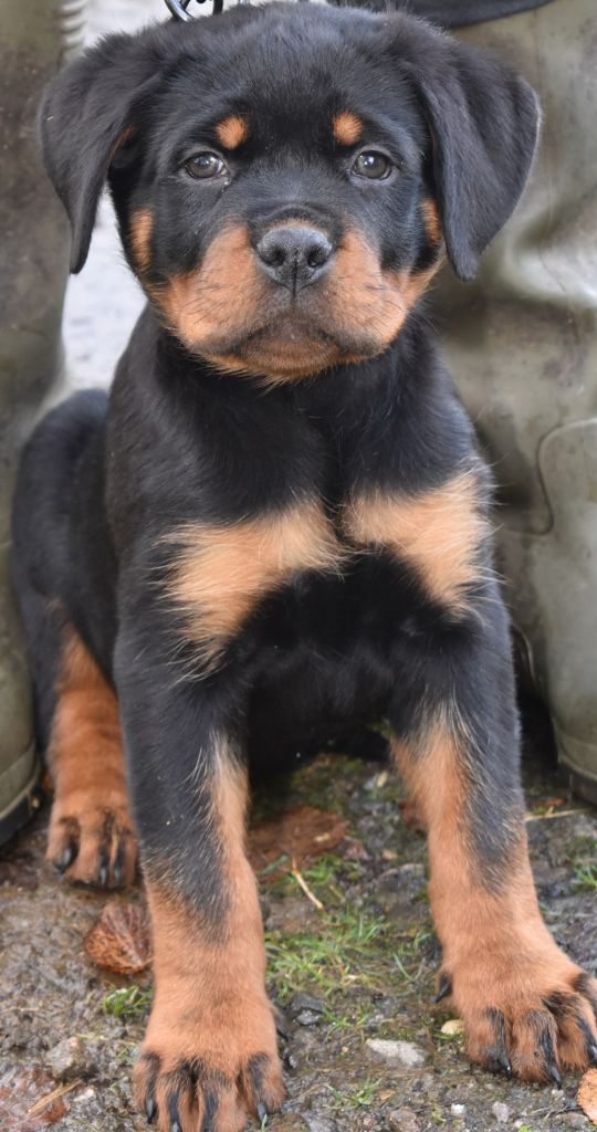 Des Gardiens De La Veaussardière - Chiot disponible  - Rottweiler