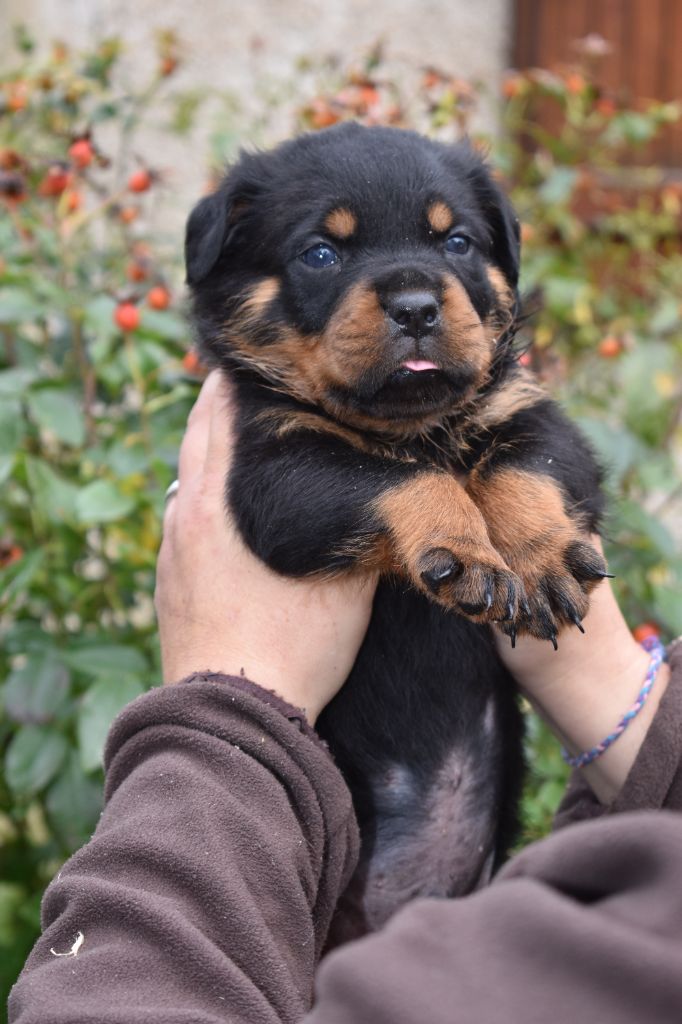 Des Gardiens De La Veaussardière - Chiot disponible  - Rottweiler