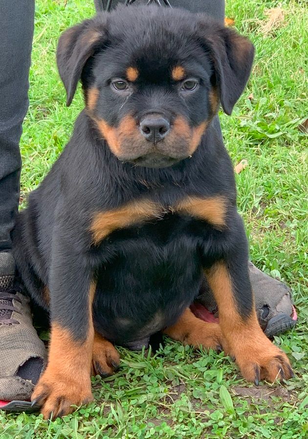 Des Gardiens De La Veaussardière - Chiot disponible  - Rottweiler