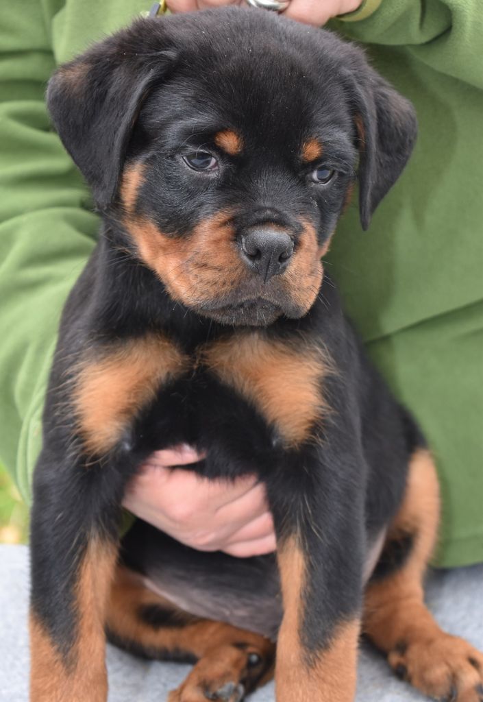 Des Gardiens De La Veaussardière - Chiot disponible  - Rottweiler