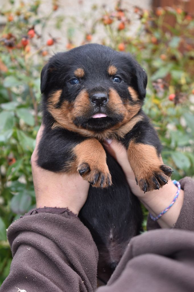 Des Gardiens De La Veaussardière - Chiot disponible  - Rottweiler