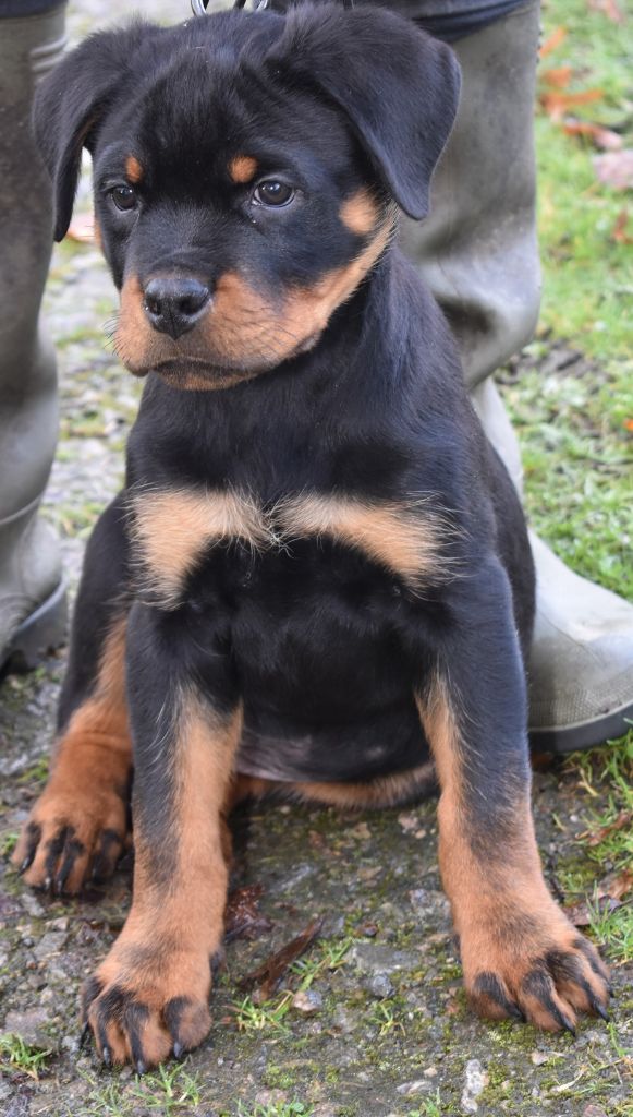 Des Gardiens De La Veaussardière - Chiot disponible  - Rottweiler