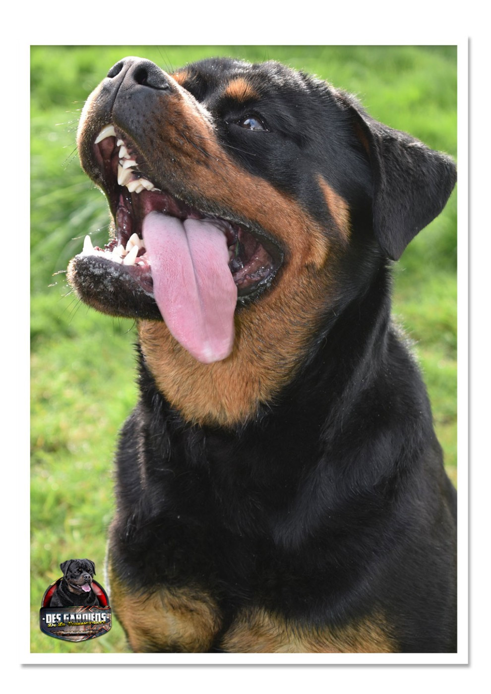 Des Gardiens De La Veaussardière - Lisla di Casa Sambuca