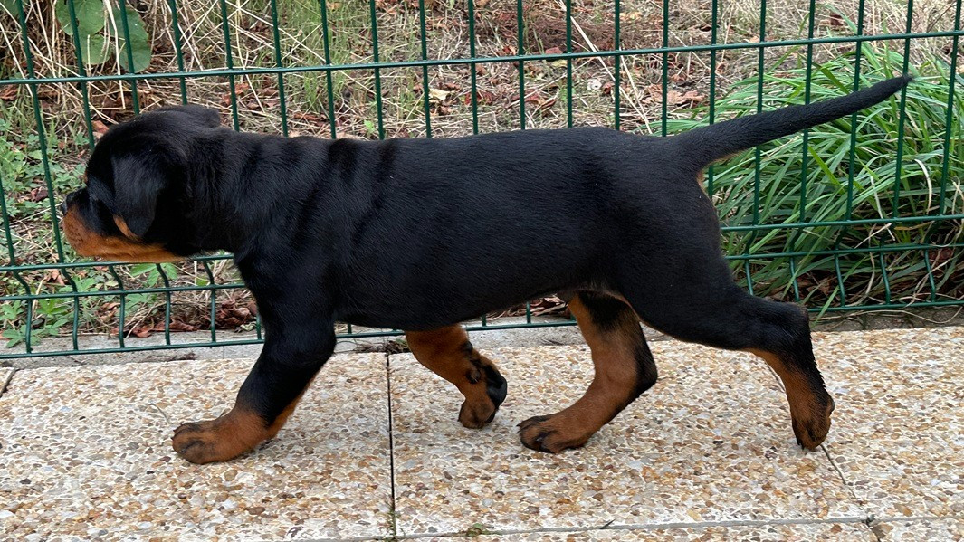 Chiot mâle portée Gilda - Ante