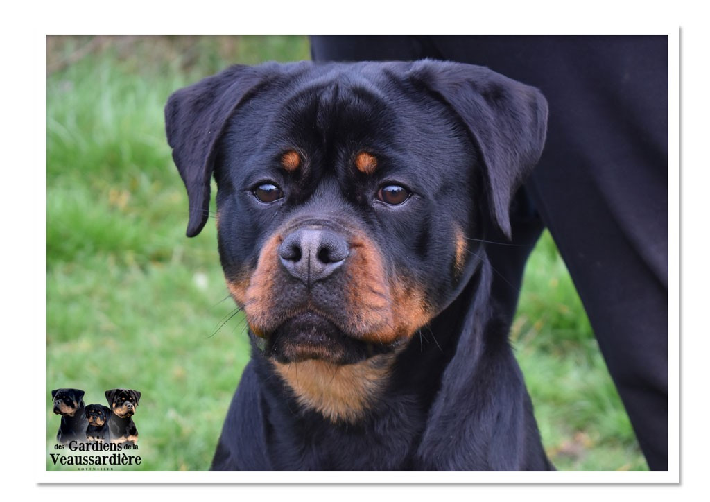 ANITA des Gardiens de la Veaussardière