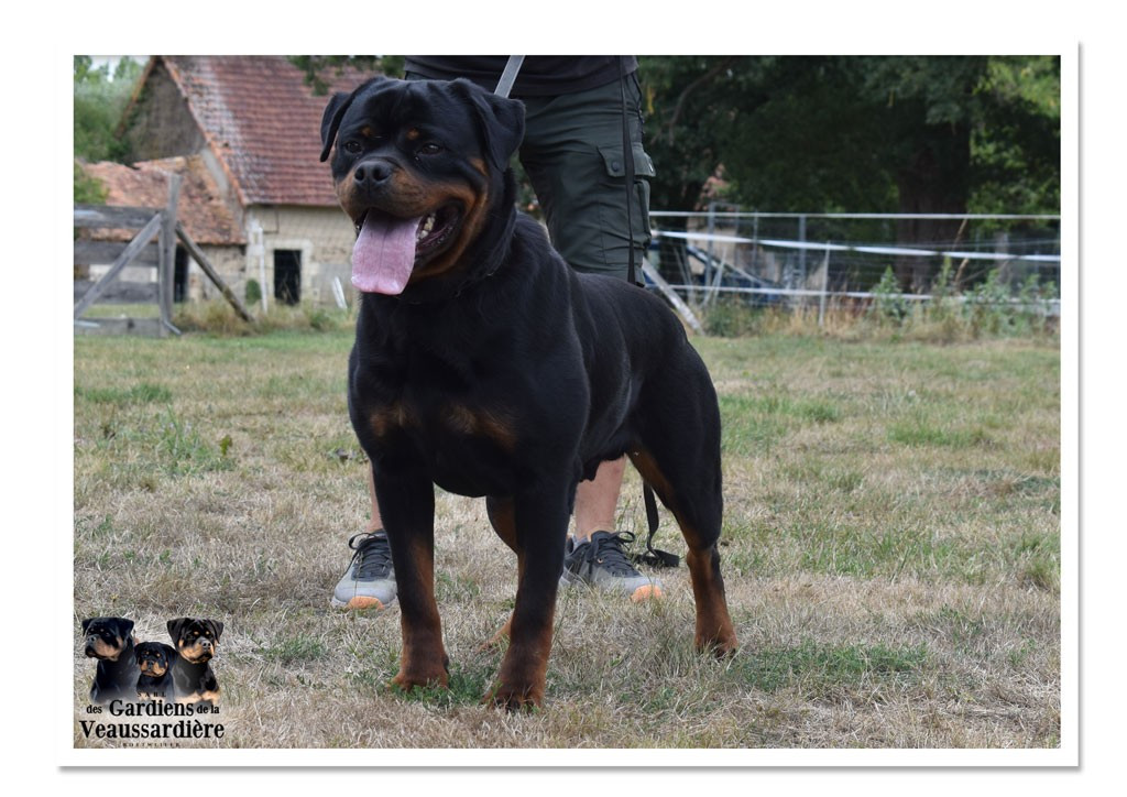 ANTE Vom Hause Edelstein