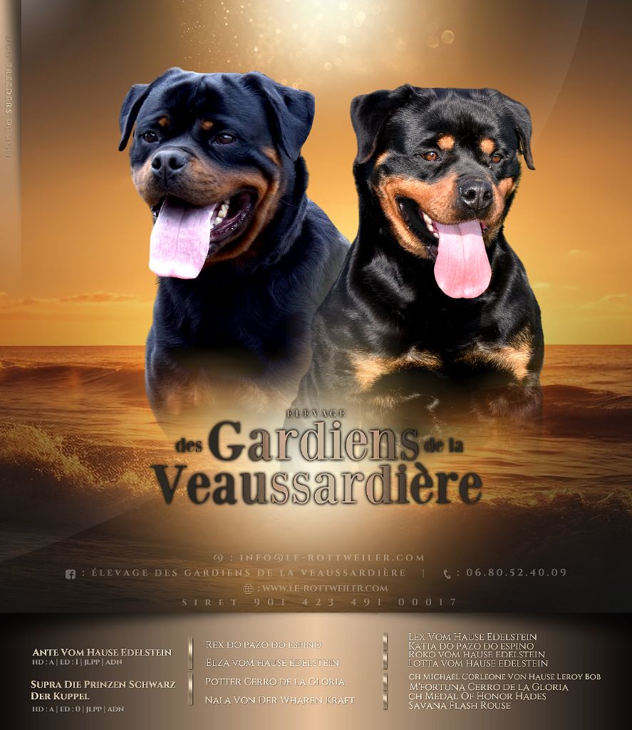 Des Gardiens De La Veaussardière - Chiots disponibles - Rottweiler