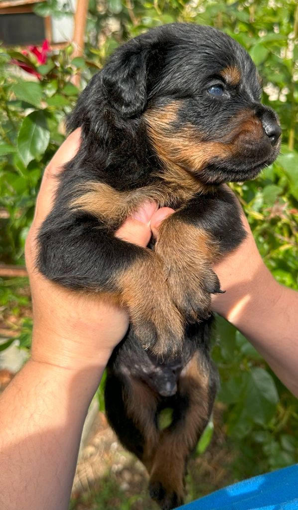 Des Gardiens De La Veaussardière - Chiots disponibles - Rottweiler