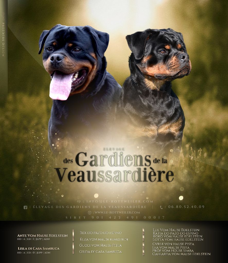 Des Gardiens De La Veaussardière - Chiots disponibles - Rottweiler