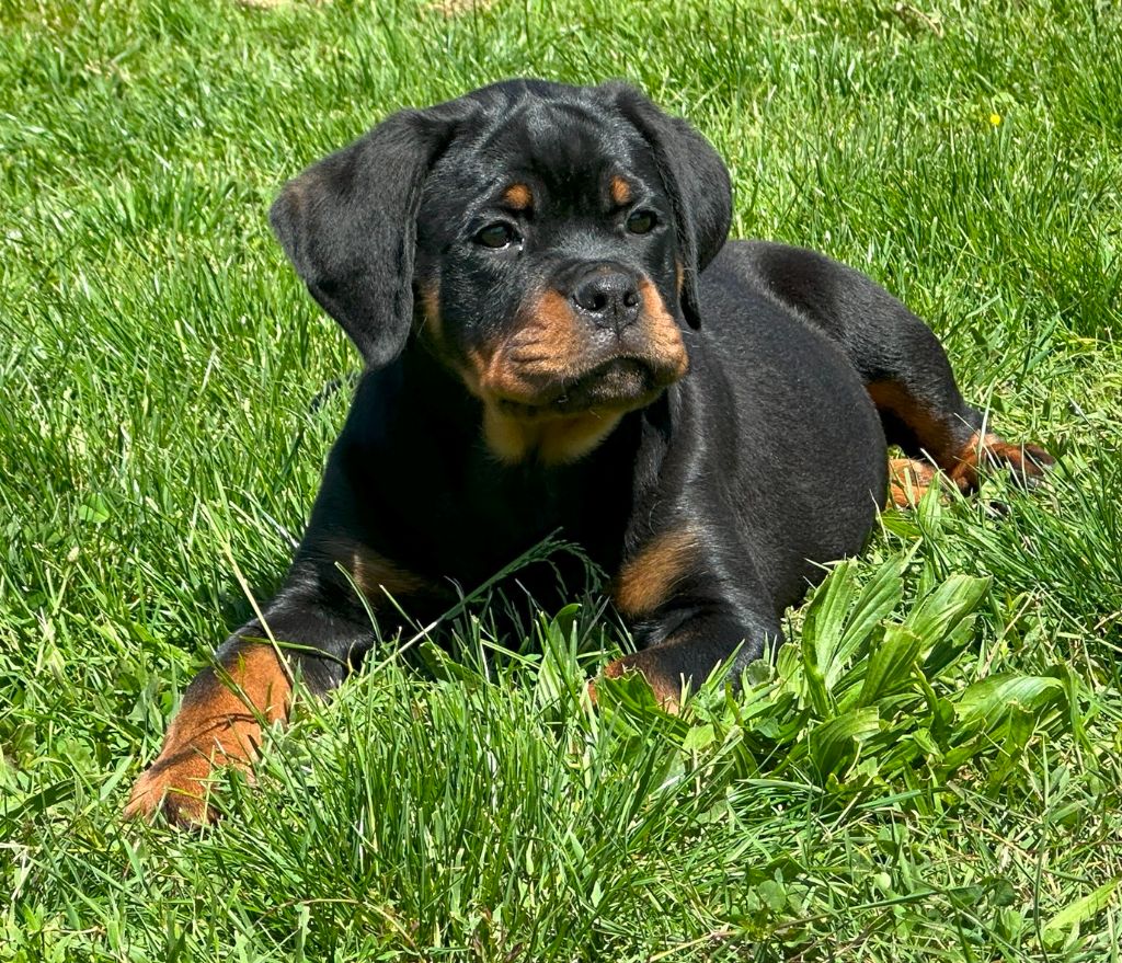 Des Gardiens De La Veaussardière - Chiots disponibles - Rottweiler