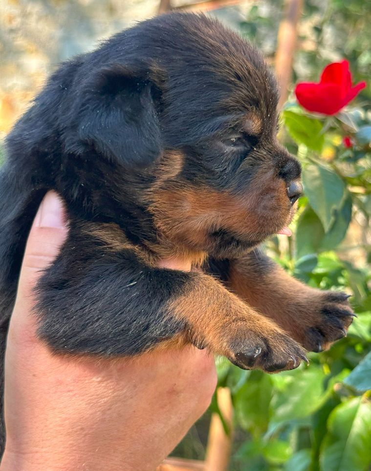 Des Gardiens De La Veaussardière - Chiots disponibles - Rottweiler