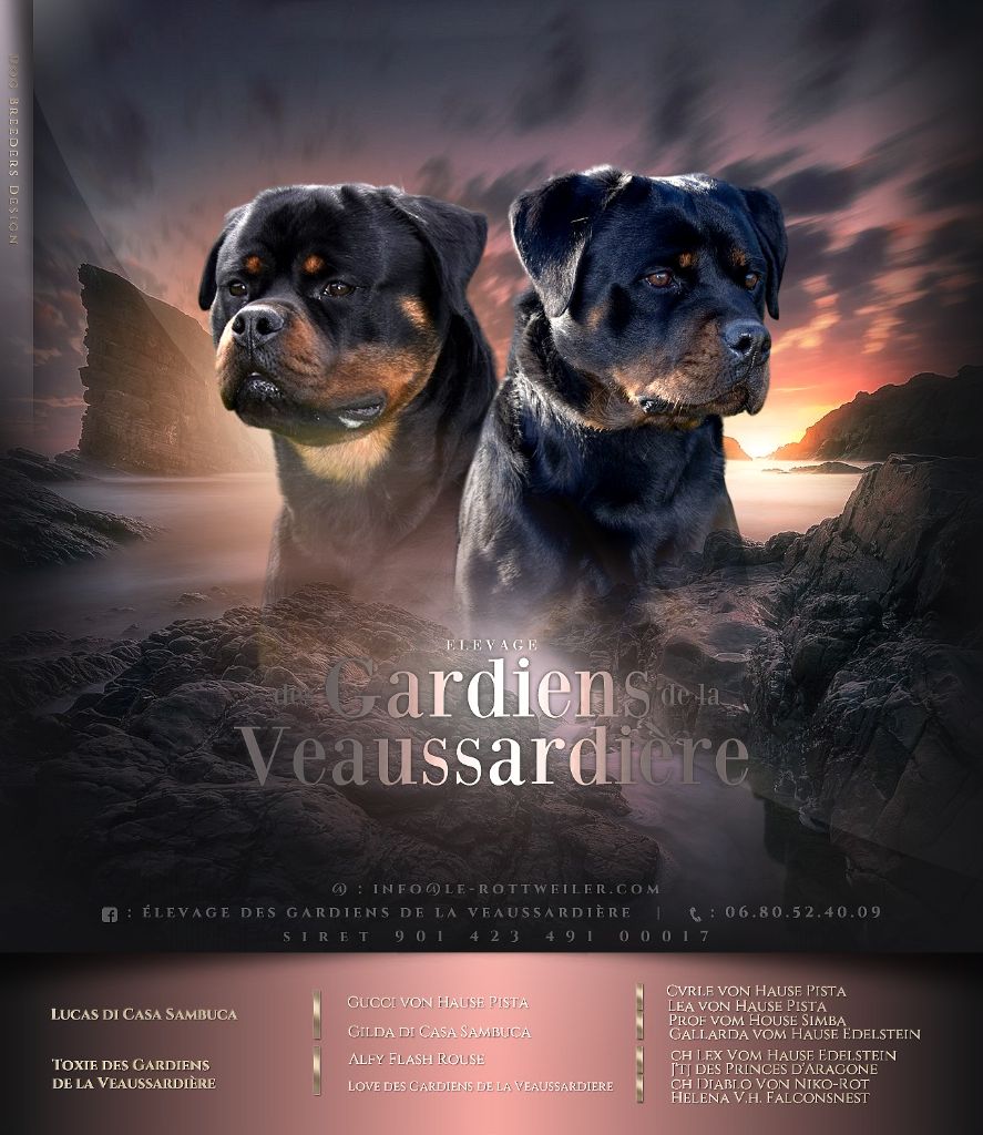 Des Gardiens De La Veaussardière - Chiots disponibles - Rottweiler