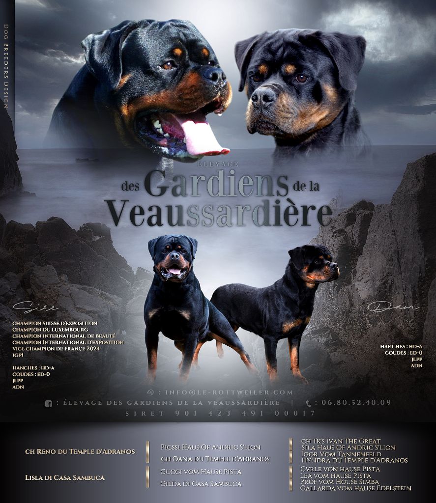 Des Gardiens De La Veaussardière - Chiots disponibles - Rottweiler